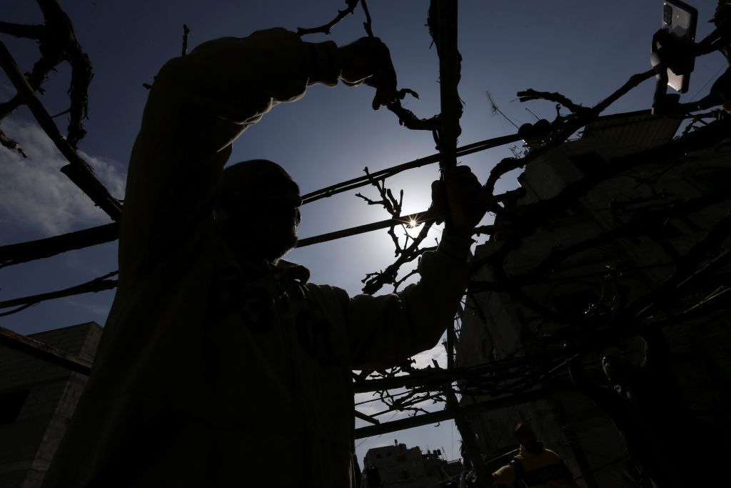 مزارع فلسطيني يحارب الفقر بمزرعة على سطح منزله!