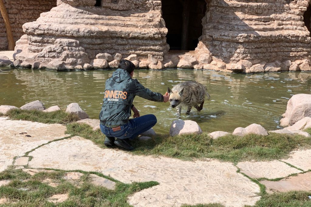 لإنقاذها من خطر الانقراض.. عائلة ليبية تربي حيوانات برية 5 لإنقاذها من خطر الانقراض.. عائلة ليبية تربي حيوانات برية