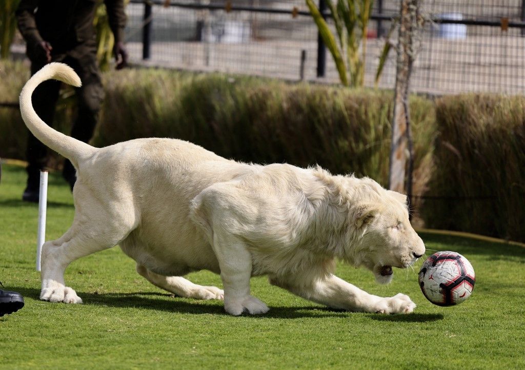 أسود تلعب كرة قدم في حديقة حيوانات البقيش بالشارقة