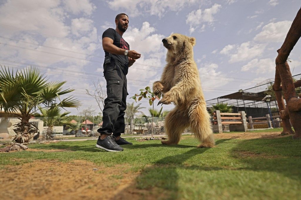 أسود تلعب كرة قدم في حديقة حيوانات البقيش بالشارقة