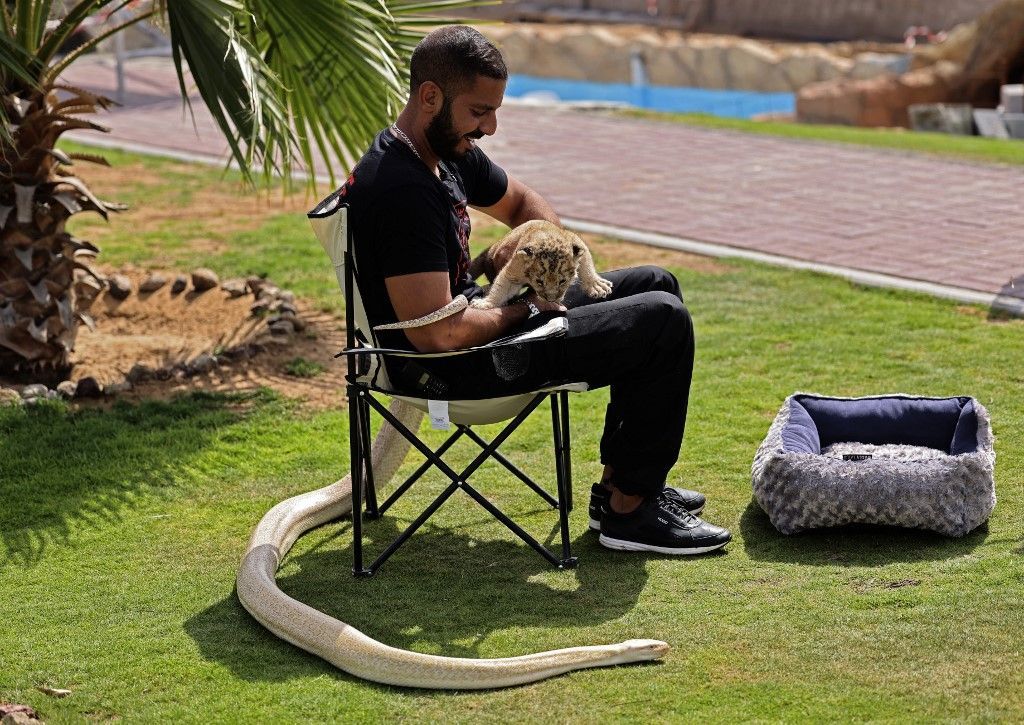 أسود تلعب كرة قدم في حديقة حيوانات البقيش بالشارقة