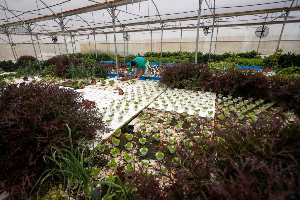 رواد أعمال يطلقون مبادرة "من المزرعة إلى المائدة" بفلسطين