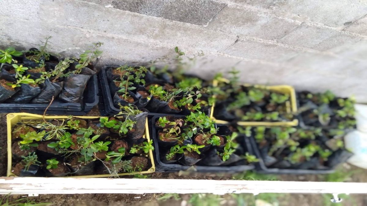 فسيلات أشجار