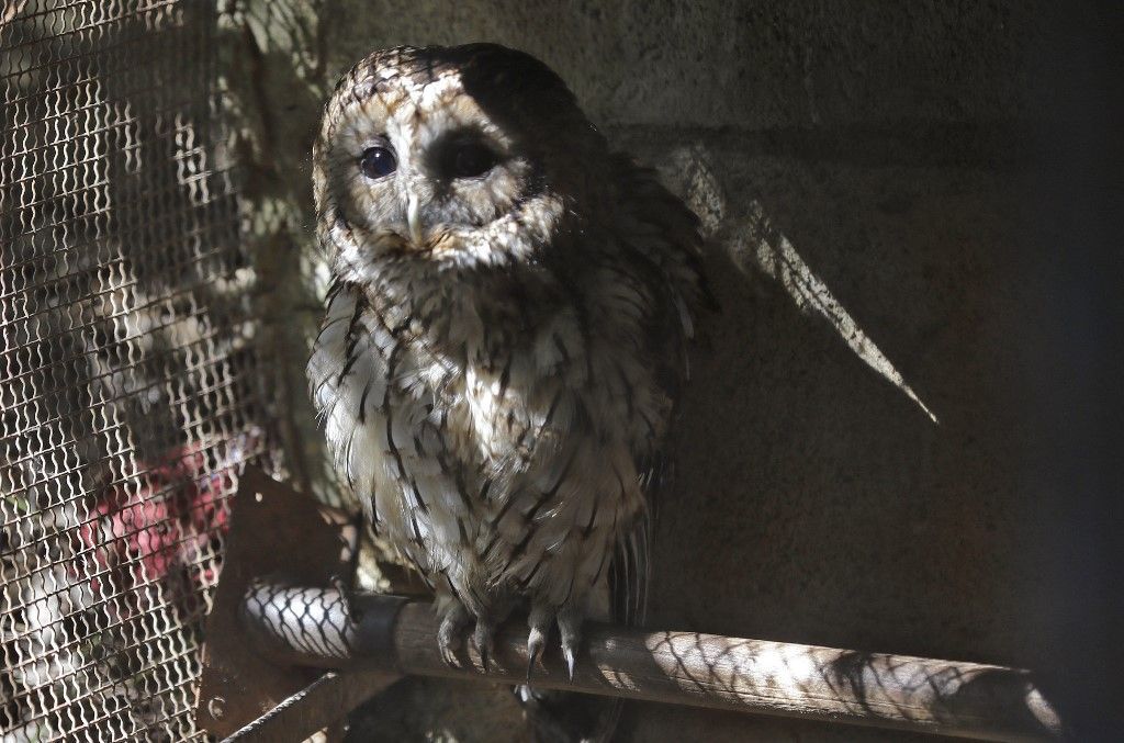 لبنان.. مركز لإعادة تأهيل الحيوانات البرية المصابة