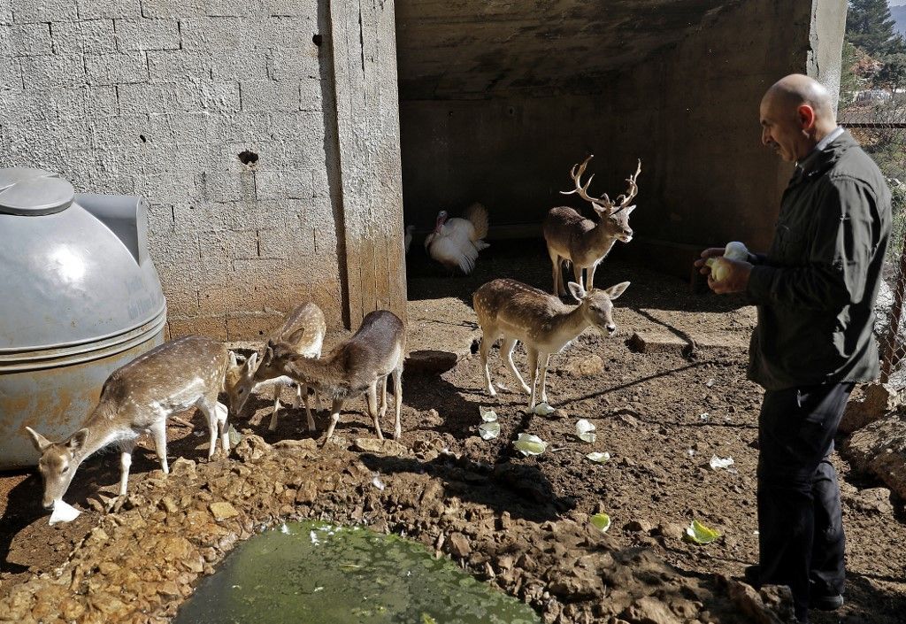 لبنان.. مركز لإعادة تأهيل الحيوانات البرية المصابة