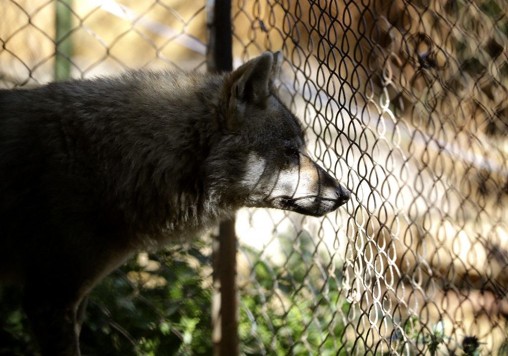لبنان.. مركز لإعادة تأهيل الحيوانات البرية المصابة