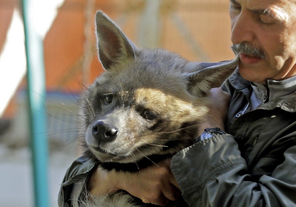 لبنان.. مركز لإعادة تأهيل الحيوانات البرية المصابة