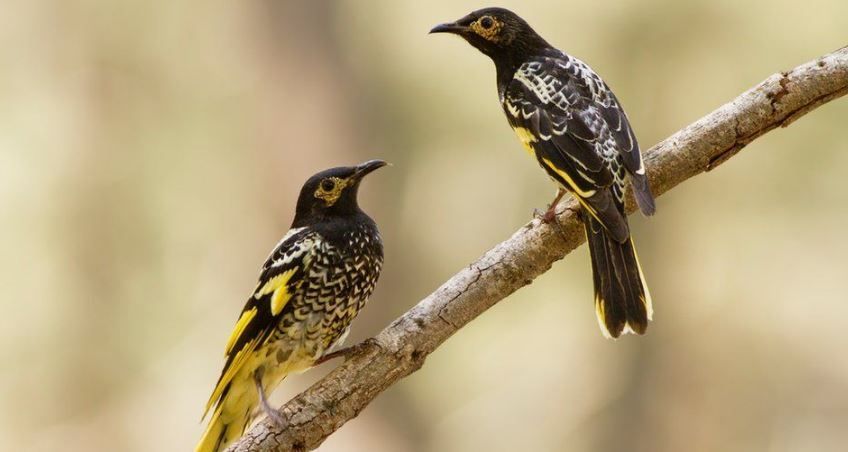 لسبب غريب.. طائر ”آكل العسل“ الأسترالي معرّض للإنقراض