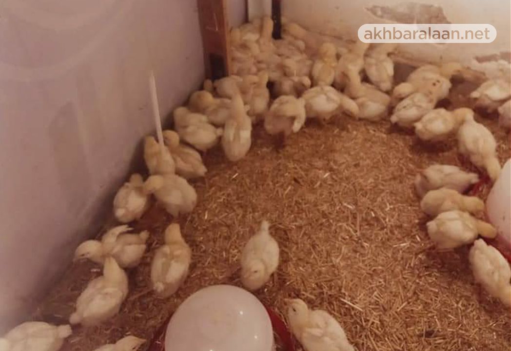 ارتفاع أسعار البيض في سوريا يجبر المواطنين على تربية الدواجن في منازلهم 1 ارتفاع أسعار البيض في سوريا يجبر المواطنين على تربية الدواجن في منازلهم