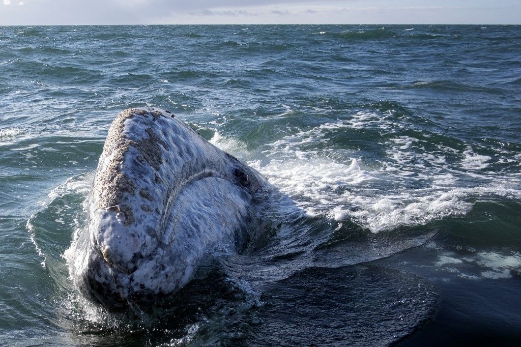 سائحو المكسيك يستمتعون مع الحيتان الرمادية بعد عام من الإغلاق 1 سائحو المكسيك يستمتعون مع الحيتان الرمادية بعد عام من الإغلاق