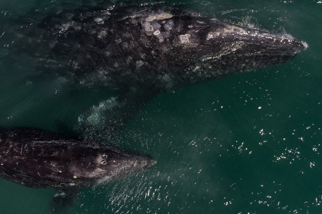 سائحو المكسيك يستمتعون مع الحيتان الرمادية بعد عام من الإغلاق 2 سائحو المكسيك يستمتعون مع الحيتان الرمادية بعد عام من الإغلاق