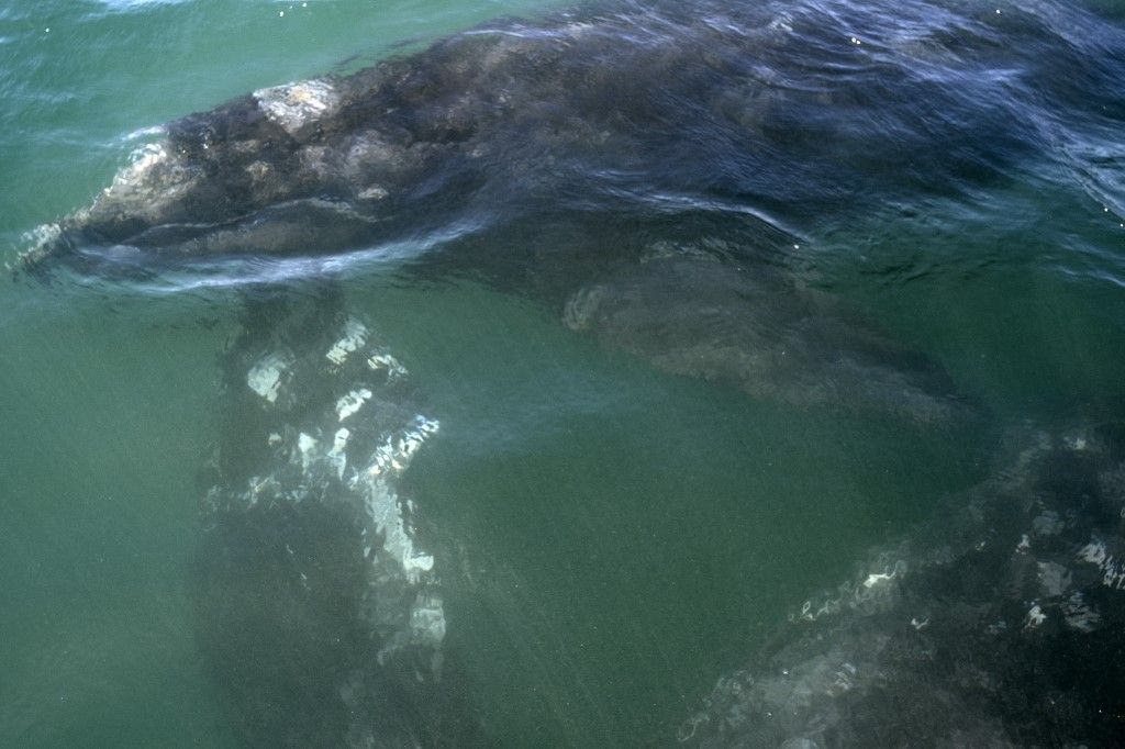 سائحو المكسيك يستمتعون مع الحيتان الرمادية بعد عام من الإغلاق 3 سائحو المكسيك يستمتعون مع الحيتان الرمادية بعد عام من الإغلاق