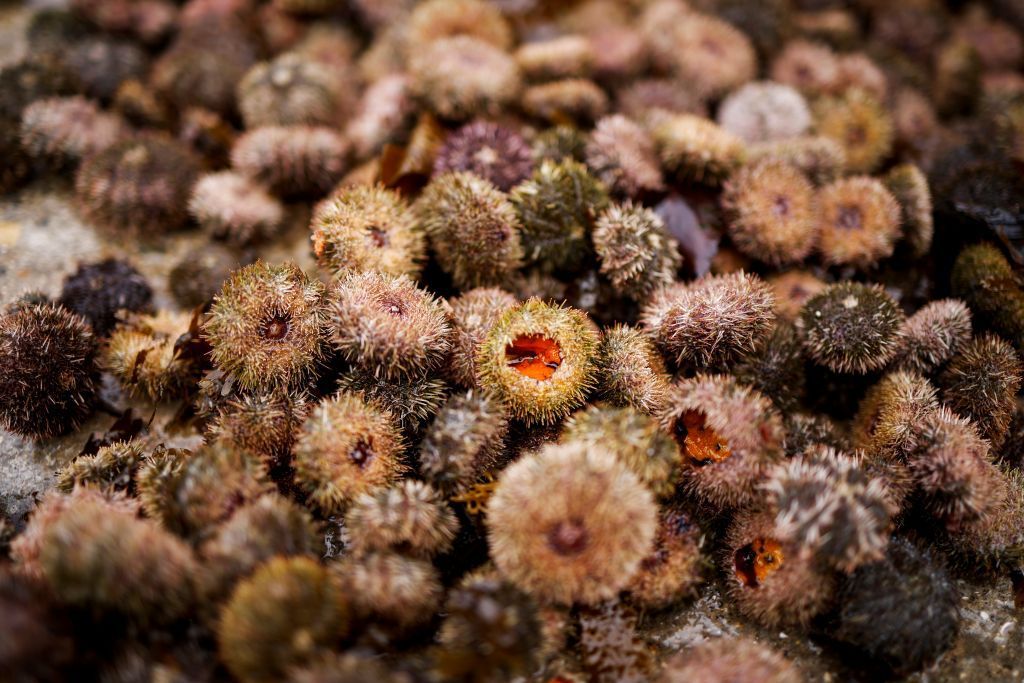 هايينيو أو نساء البحر .. النساء الغواصات في كوريا الجنوبية بين مطرقة المناخ وسندان الكساد الإقتصادي 4 هايينيو أو نساء البحر .. النساء الغواصات في كوريا الجنوبية بين مطرقة المناخ وسندان الكساد الإقتصادي