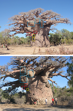 ما صحة وجود شجرة معمرة عمرها ستة آلاف سنة؟