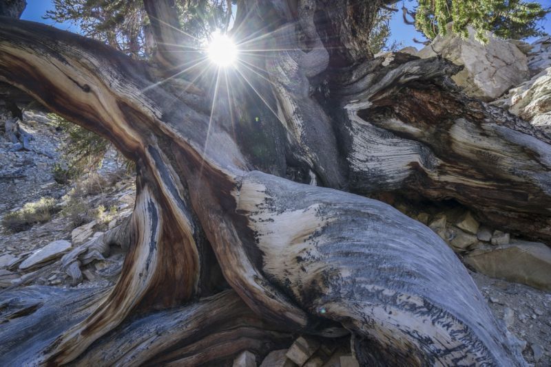 ما صحة وجود شجرة معمرة عمرها ستة آلاف سنة؟