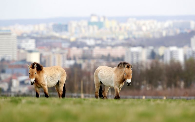 خيول برية نادرة تنقل إلى حديقة في براغ أملا في إنقاذهم من الإنقراض