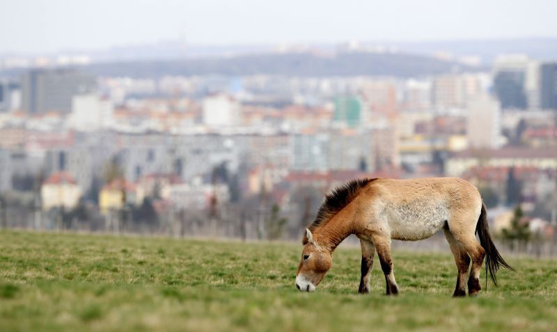 خيول برية نادرة تنقل إلى حديقة في براغ أملا في إنقاذهم من الإنقراض