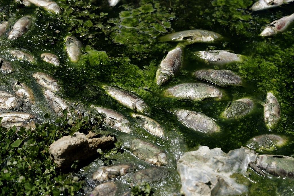 نفوق أطنان من الأسماك في لبنان 1 نفوق أطنان من الأسماك في لبنان
