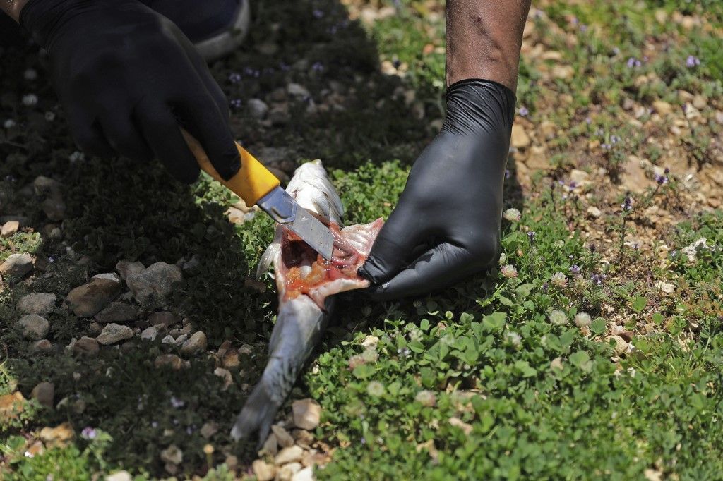 نفوق أطنان من الأسماك في لبنان 4 نفوق أطنان من الأسماك في لبنان