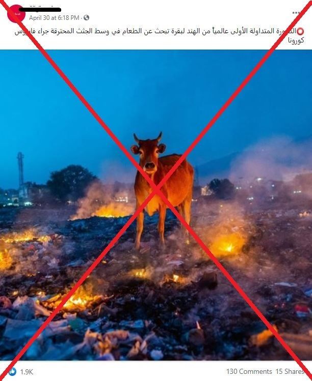 الكشف عن حقيقة صورة البقرة في محارق جثث كورونا بالهند 1 الكشف عن حقيقة صورة البقرة في محارق جثث كورونا بالهند