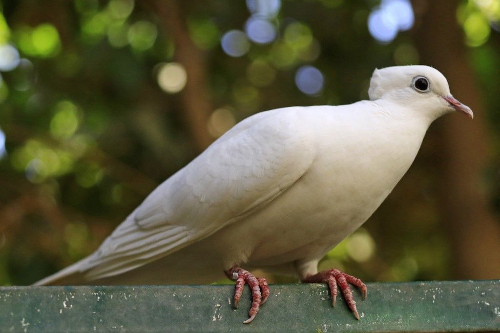 عرض طيور الزينة النادرة في محمية بالخرطوم