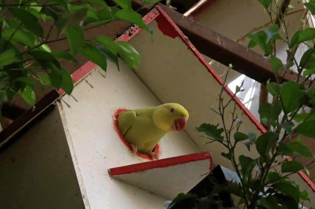 عرض طيور الزينة النادرة في محمية بالخرطوم