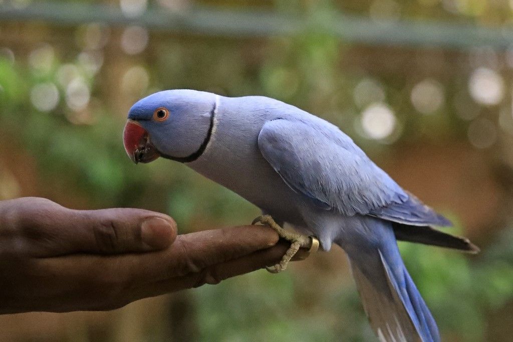 عرض طيور الزينة النادرة في محمية بالخرطوم