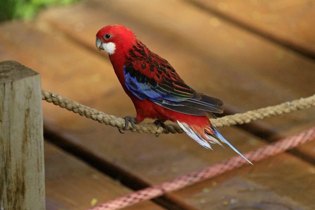 عرض طيور الزينة النادرة في محمية بالخرطوم