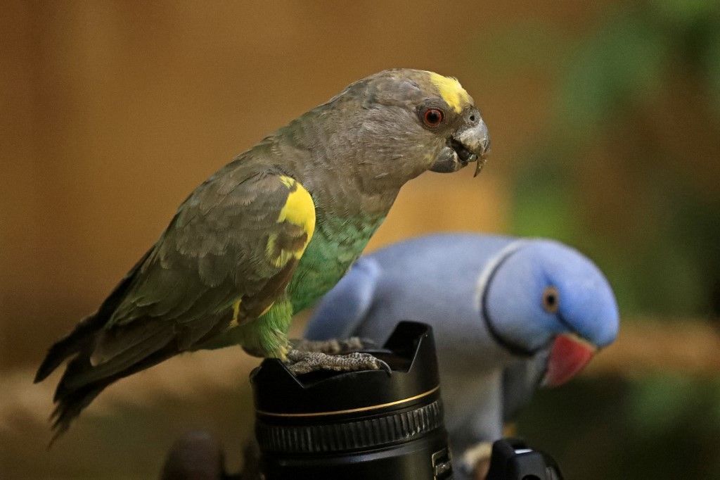 عرض طيور الزينة النادرة في محمية بالخرطوم
