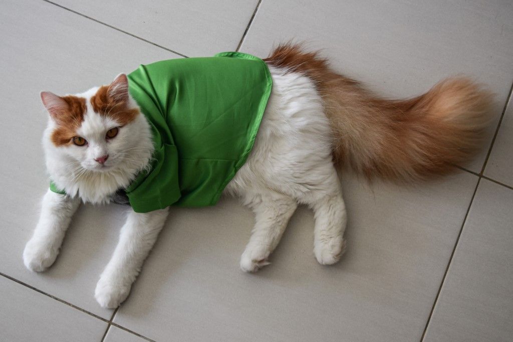 قطة ترتدي زيًا للاحتفال بعيد الفطر في كوالالمبور. AFP