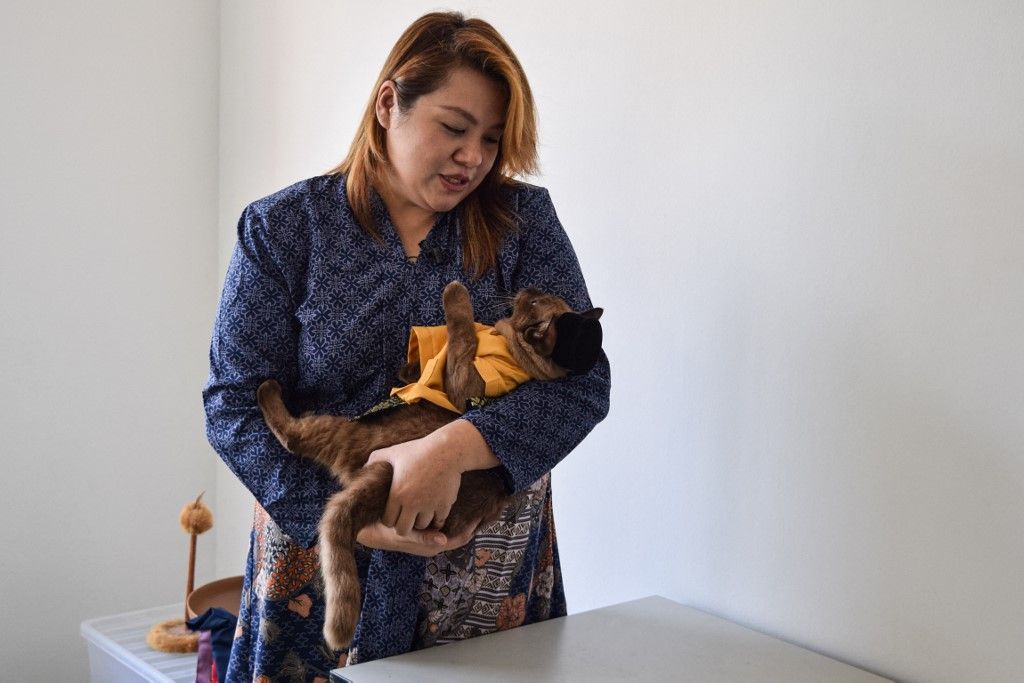 تزيين قطط ماليزيا في المناسبات