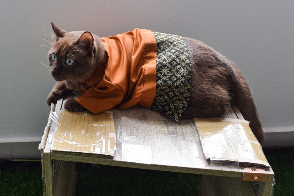 تزيين قطط ماليزيا في المناسبات