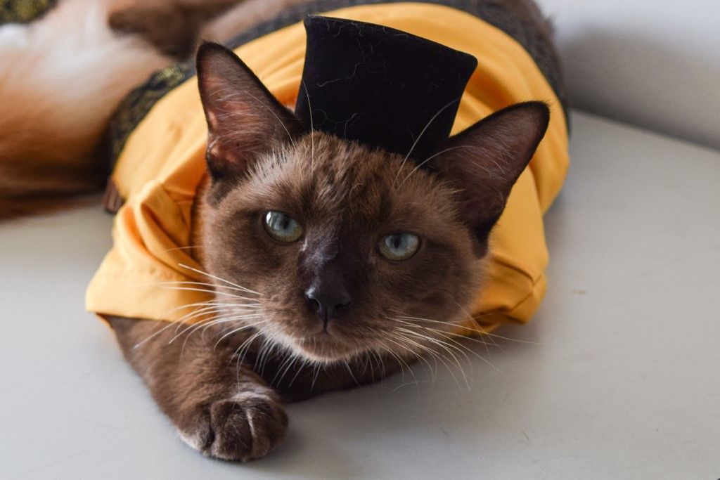 تزيين قطط ماليزيا في المناسبات