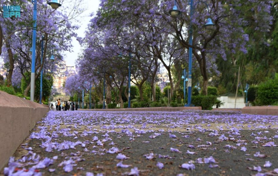 بالصور ربيع "الجاكرندا" يجذب الزوار لمدينة أبها السعودية