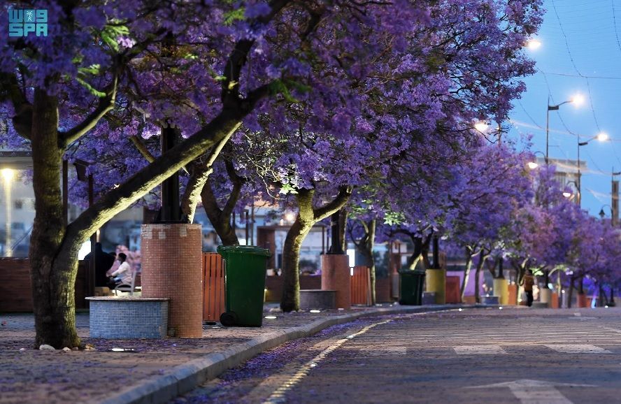 بالصور ربيع "الجاكرندا" يجذب الزوار لمدينة أبها السعودية