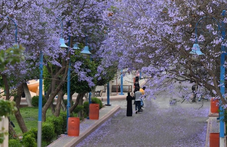 بالصور ربيع "الجاكرندا" يجذب الزوار لمدينة أبها السعودية