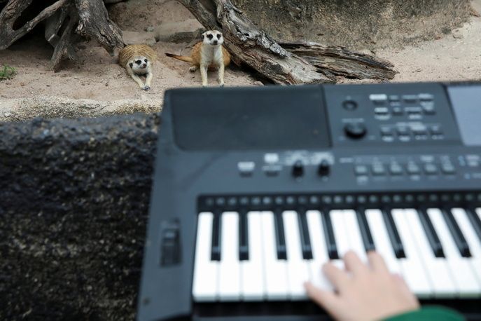 بسبب كوفيد-19...طفلة تعزف الموسيقى للحيوانات في تايلند