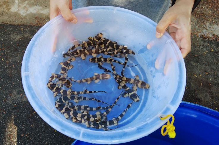 بالصور.. تايلاند تُطلق أسماك قرش الخيزران المهدّدة بالانقراض