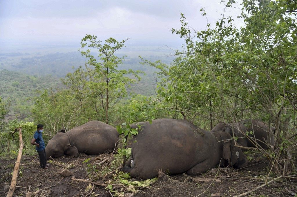 إخضاع 28 فيلاً لفحص كورونا في الهند إثر نفوق لبؤة بسبب الفيروس