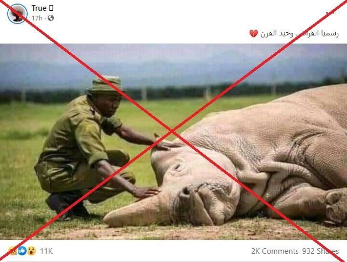 هل انقرضت حيوانات وحيد القرن؟