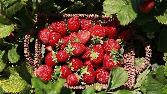 الشابة التونسية أسماء القماطي: العمل في الزراعة الحلّ الأمثل لمواجهة أزمة البطالة 3 الشابة التونسية أسماء القماطي: العمل في الزراعة الحلّ الأمثل لمواجهة أزمة البطالة