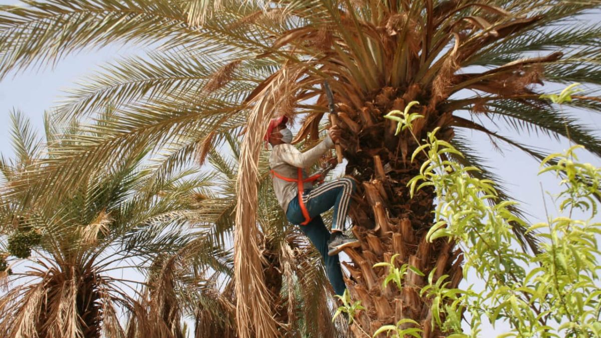 سكان قصر تغفرت بالمغرب يواجهون تأثيرات التغيّر المناخي بحلول محلية