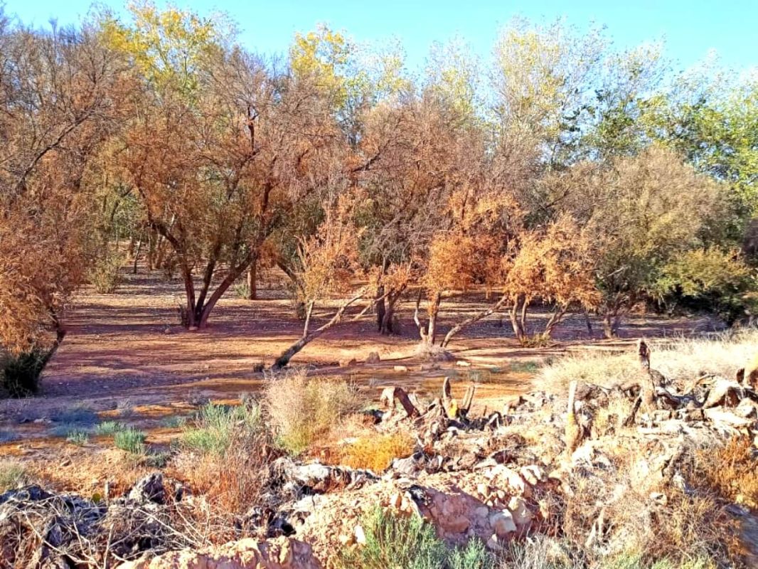 الجفاف يقضي على التنوع الفلاحي والبيولوجي بنواصر المغربية ويدفع سكانها للهجرة قسرًا
