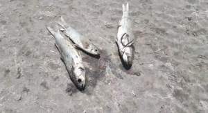 التغير المناخي والتلوث يهددان التنوع الإحيائي بنهر أم ربيع بأزمور بالمغرب