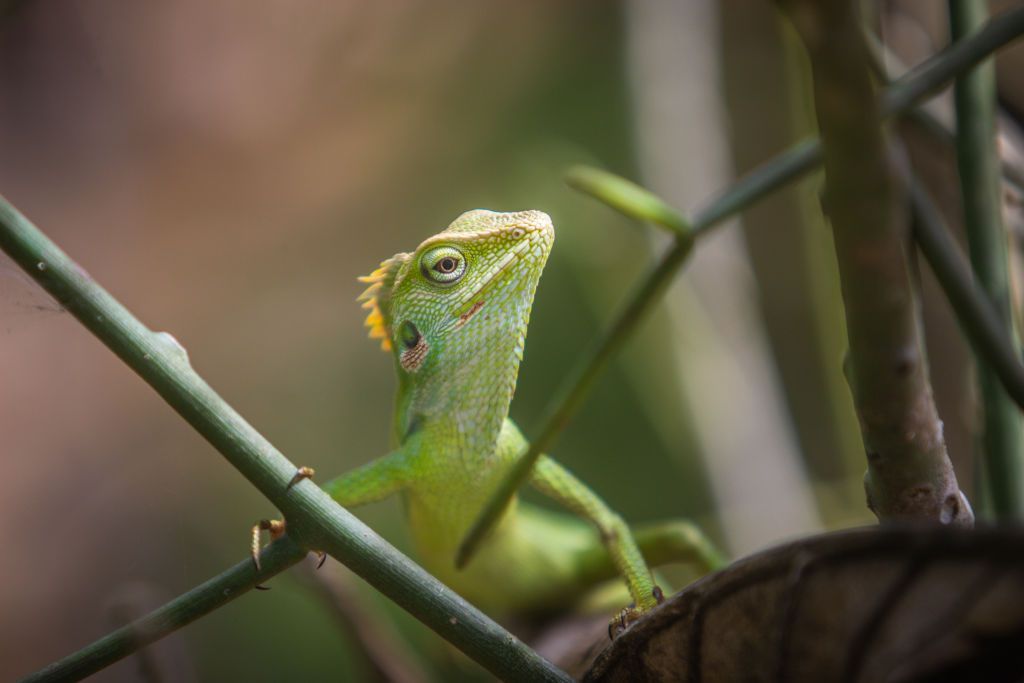اليوم العالمي للسحالي 2021: إليك 7 حقائق عن السحالي يجب أن تعرفها