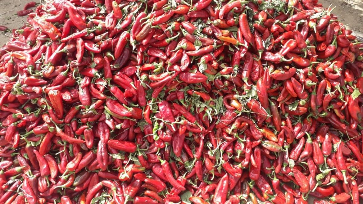 "منزل حر" بتونس تتزين بقلائد الفلفل الأحمر