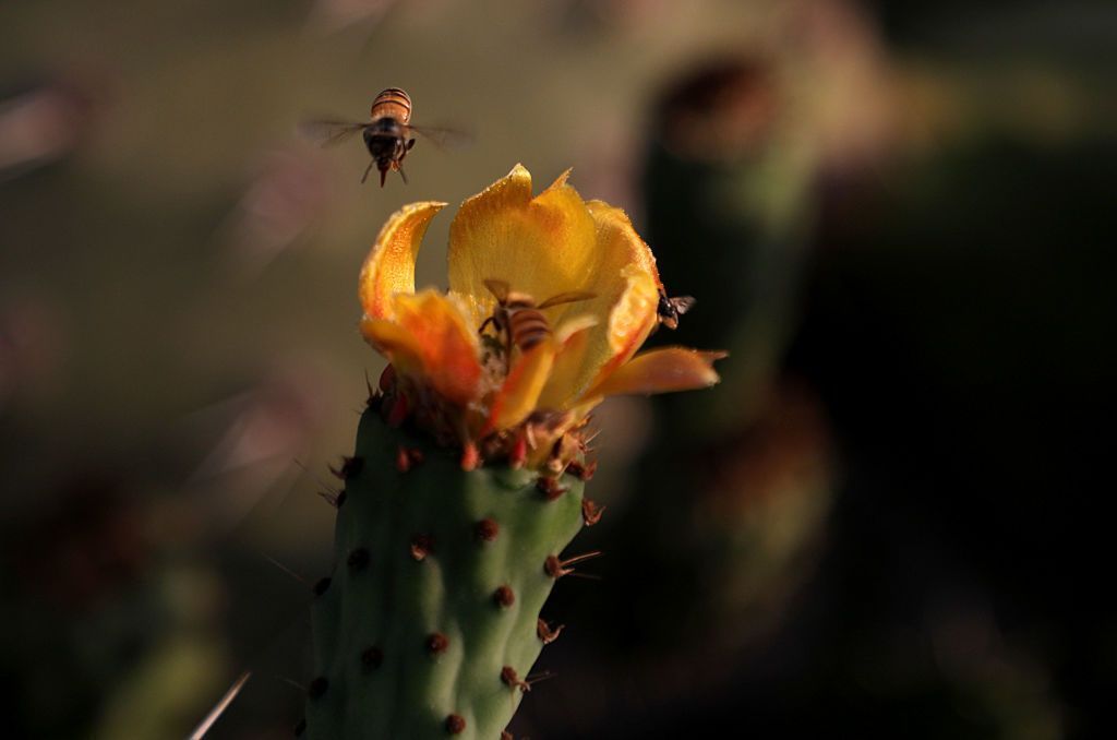 التين الشوكي: فوائد عديدة ورائعة