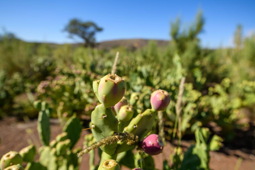 التين الشوكي: فوائد عديدة ورائعة
