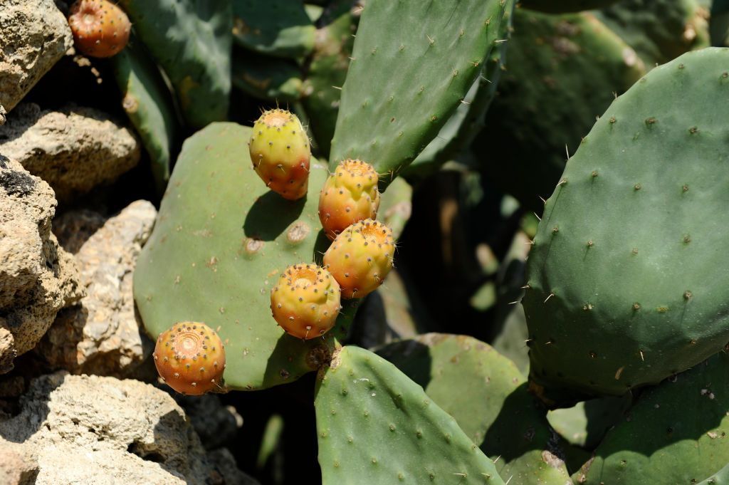 التين الشوكي: فوائد عديدة ورائعة