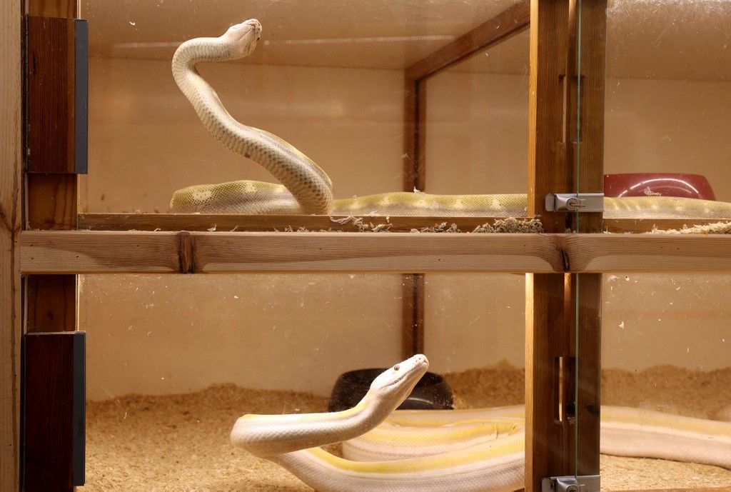 السعودية.. شاب يحترف تهجين الثعابين في منزله